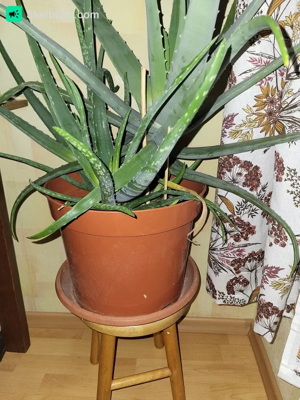 Didelė vazoninė gėlė Agava (Aloe vera) 30 eur